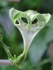 Fleur de Ceropegia saundersonii