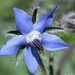 Borago officinalis -fleur