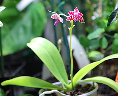 Phalaenopsis hieroglyphica X mariae