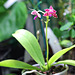 Phalaenopsis hieroglyphica X mariae
