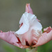 Iris sugar magnolia (2)