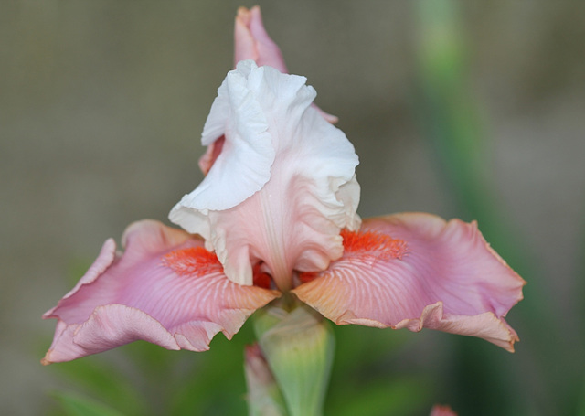 Iris sugar magnolia (3)