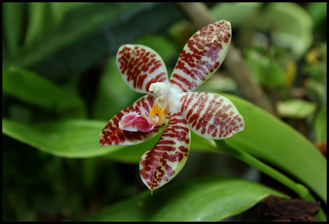 Phalaenopsis 'Ambotrana' = sumatrana x amboinensis