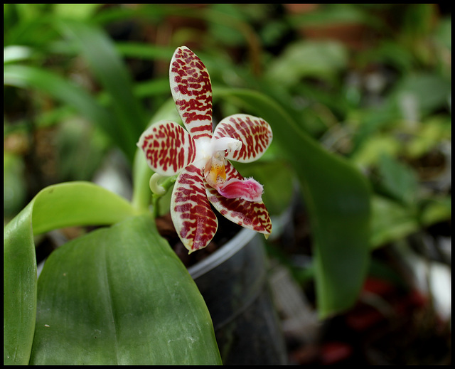 Phalaenopsis 'Ambotrana' = sumatrana x amboinensis