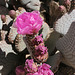 Cactus Flower in Hidden Valley (0126)