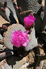 Cactus Flower in Hidden Valley (0127)