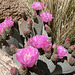 Cactus Flower In Hidden Valley (0184)