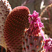 Cactus in Hidden Valley (0128)