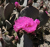 Cactus in Hidden Valley (0195)
