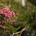 Buckwheat Flower in Hidden Valley (0142)