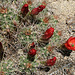 Mojave Mound Cactus in Hidden Valley (0161)