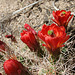 Mojave Mound Cactus in Hidden Valley (0162)