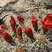 Mojave Mound Cactus in Hidden Valley (0163)