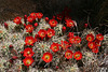 Mojave Mound Cactus in Hidden Valley (0185)