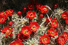 Mojave Mound Cactus in Hidden Valley (0186)