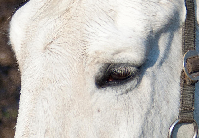 20110212 9774RAw [D~MH] Pferde-Auge