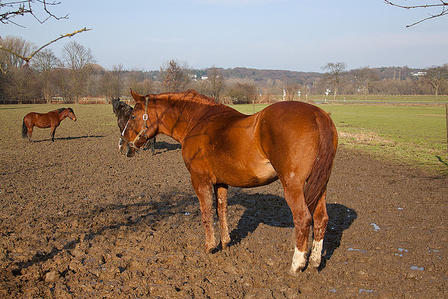 20110212 9776RAw [D~MH] Pferde