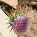 Mojave Thistle in Hidden Valley (0144)