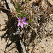 Wild Geranium Flower in Hidden Valley (0148)