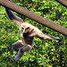 IMG 2492 Weißer Gibbon