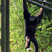 IMG 2509 Dunkler Gibbon
