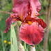 Iris "rouge"