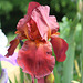 iris cuivre rouge