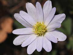 Anemone blanda blanche