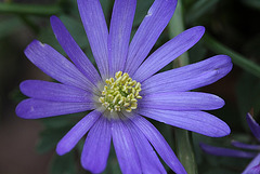anemona blanda violette