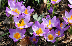 crocus sieberi tricolor et abeille