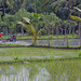 Working at a Balinese paddy field