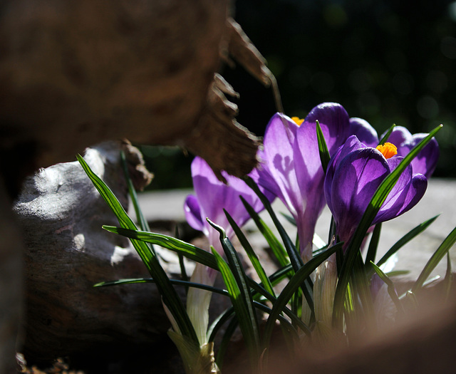 Croire encore au printemps.... Croire encore au printemps....