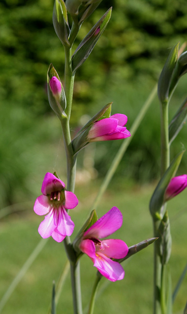 Gladiolus vulgaris byzanticus 2