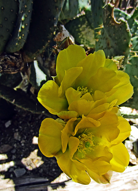 Cacti at Cabot's (0430)
