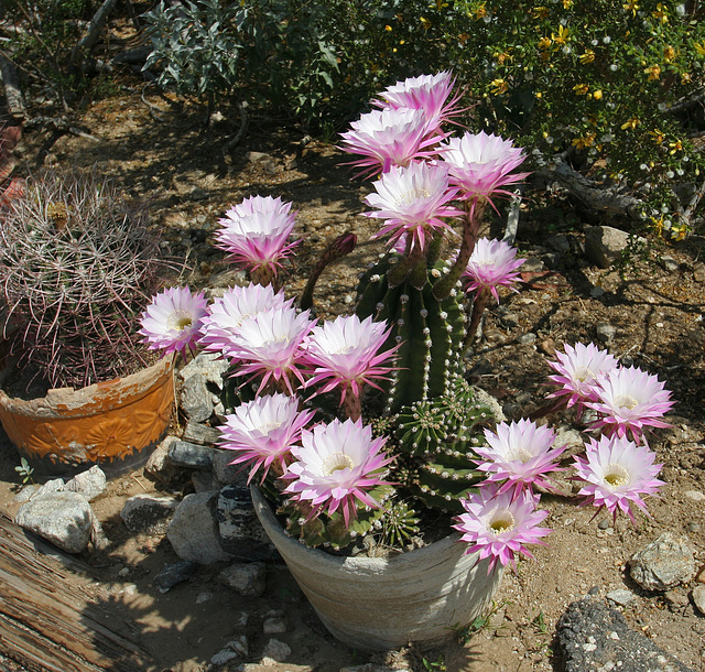 Cacti at Cabot's (9989)