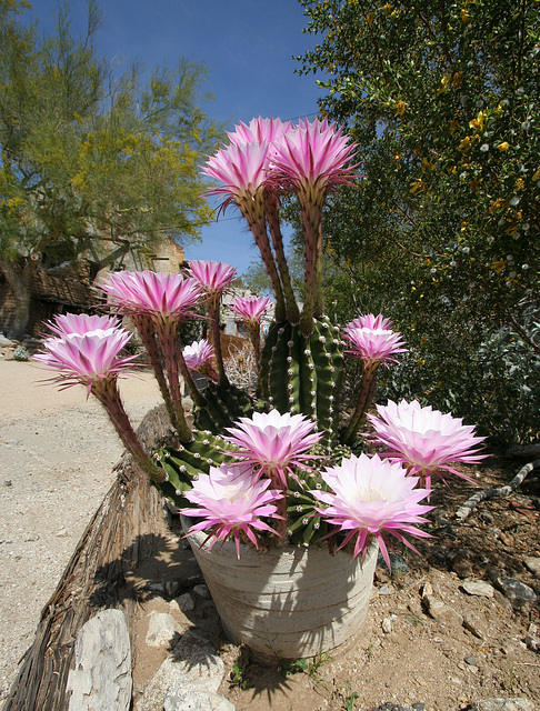 Cacti at Cabot's (9997)