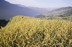 Rice mountain fields