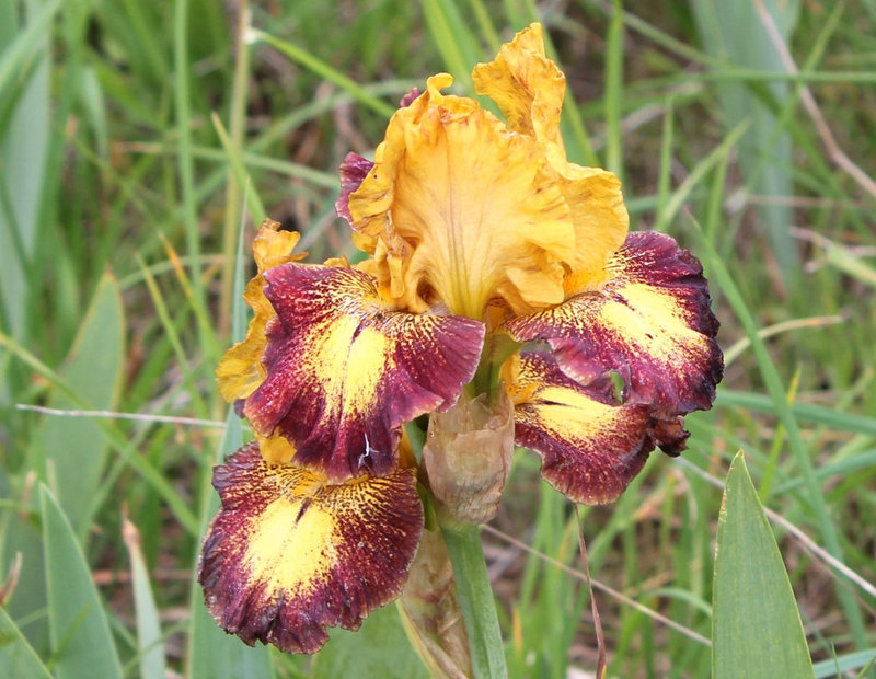 Iris Tantrum