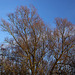 20110207 9708RAw [D~LIP] Bäume, UWZ, Bad Salzuflen