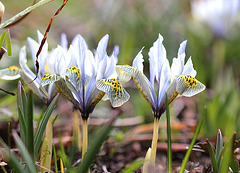 iris histrioides Katharine hodgkin (9)