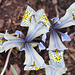 iris histrioides Katharine hodgkin (7)