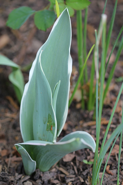 feuillage de Tulipe à fleur de pivoine