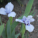 Iris nain (2)