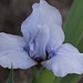 Iris nain (3)