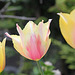 Grandes tulipes (2)