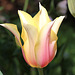 Grande tulipe