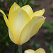 Grande tulipe (3)