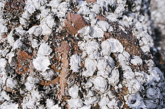 Detail of the seashells