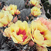 Cactus Flowers (0311)