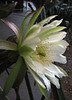 Cereus Flower (1758)